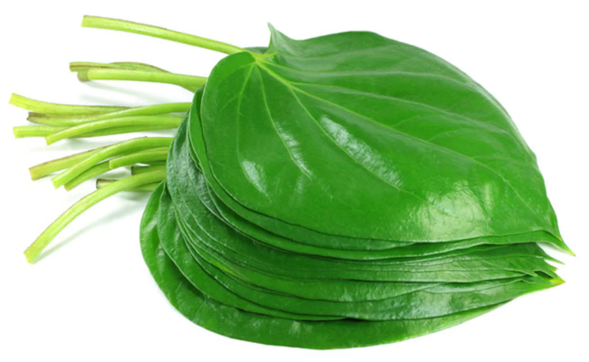 Betel Leaf